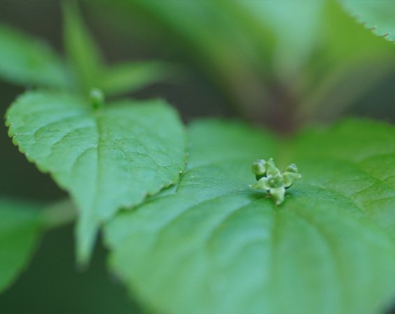 樹木・環境ネットワーク協会