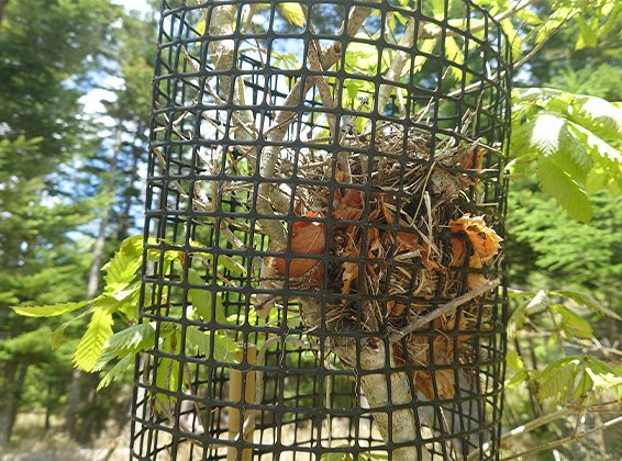 獣害対策ネットと植栽した木