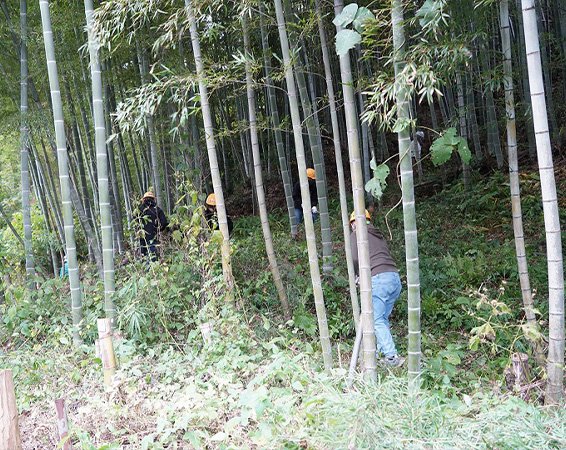 樹木・環境ネットワーク協会"