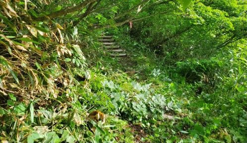 白山平瀬登山道の草刈り作業