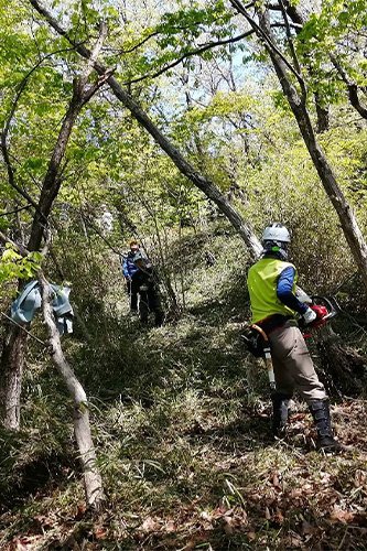 ナラ枯れ病が発生した樹木の伐採・処理1