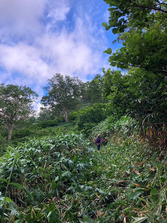 草刈り作業後の白山平瀬登山道