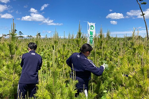 荒浜潮除須賀松の森