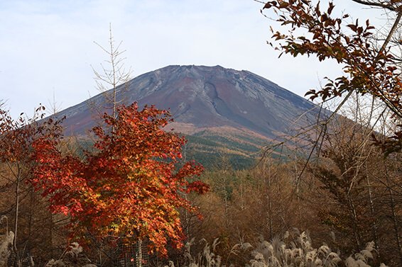 植栽した木の紅葉とススキと富士山