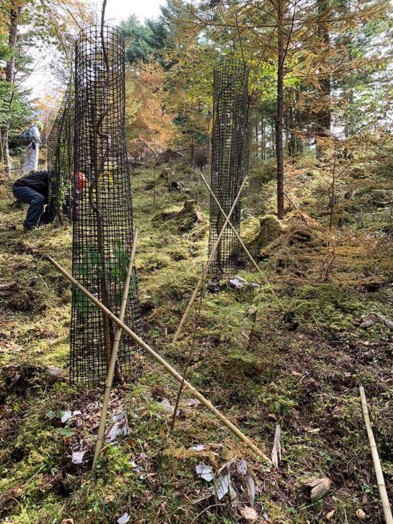 木とネットを起こし、補修をすることで、木の成長を促すことができます。