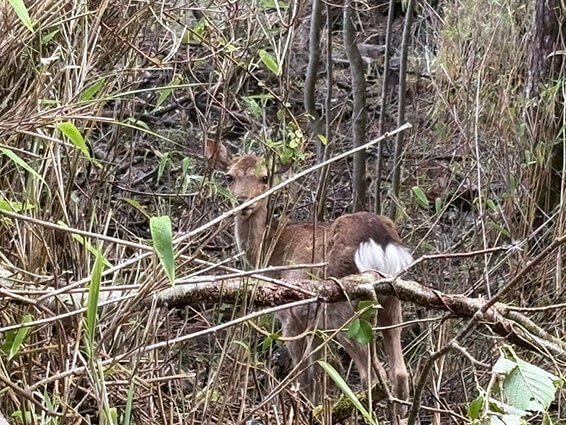 こちらをじっと見つめるシカ。