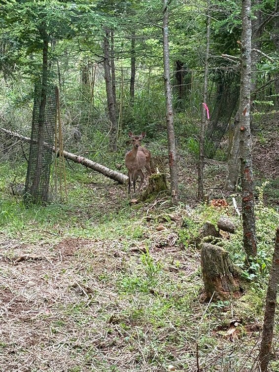 活動地のシカ。左側：プロジェクトで植栽した木