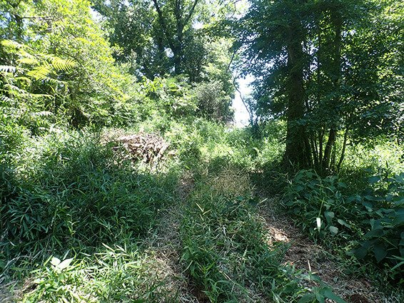 樹木・環境ネットワーク協会"