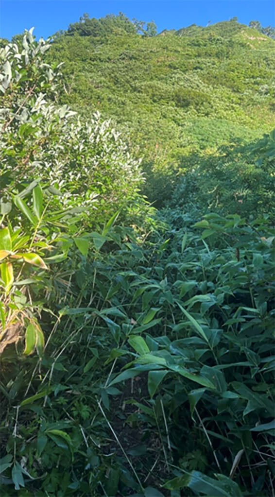 草刈り作業前の白山平瀬登山道