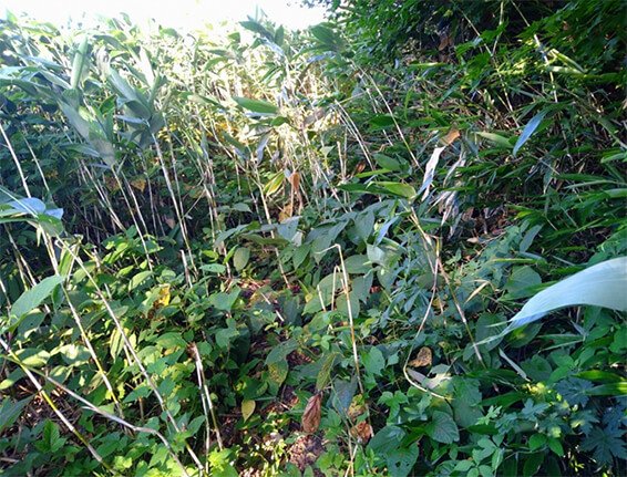草刈り作業前の白山平瀬登山道